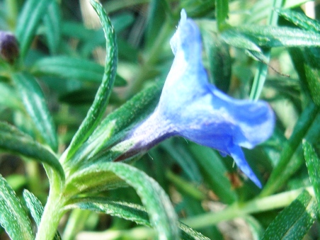 Lithodora rosmarinifolia